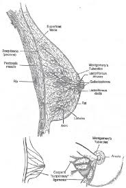 Breast anatomy and physiology flashcards. The Anatomy And Physiology Of The Breast