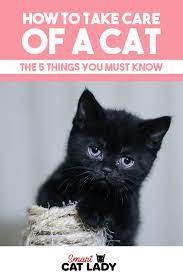 How To Take Care Of A Cat The 5 Things You Must Know Cat Care Tips Cat Care Cats