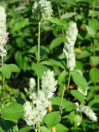 Quality invertebrates · delivered to your door Tri Flower White Shrimp Plant Justicia Betonica Urban Perennials