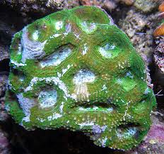 The corals and fish are cultured by coralaxy itself or obtained from friendly partner companies. Oulophyllia Coral Moon Moonstone Coral Reef2reef Saltwater And Reef Aquarium Forum