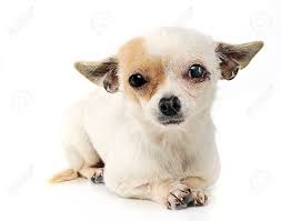 Chihuahua Ojos Cosidos En Un Estudio Fotografico Fotos Retratos Imagenes Y Fotografia De Archivo Libres De Derecho Image 61292634