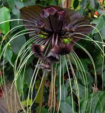 Flowering Black Bat Plants Unusual Black Bat Garden Plants Rare Plants Bat Flower Orchid Seeds