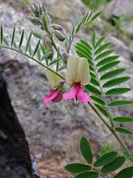 Image result for Tephrosia rhodesica