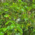 Image result for Peddiea