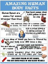 In reality, getting your first health insurance plan does not have to be daunting. Health And Science Poster Amazing Human Body Facts By Cap N Pete S Power Pe