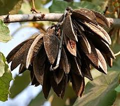 Image result for Pterospermum acerifolium