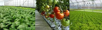 Jual aneka biji tanaman hidroponik, bibit buah, bibit bunga, kaktus, sukulen, hobi dan tips berkebun, manfaat buah dan sayur. Tanaman Hidroponik 2020 Home