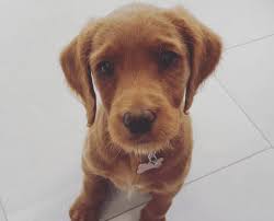 This hairstyle won't require as. Straight Hair Labradoodle Guide 2021 Why A Straight Coat We Love Doodles