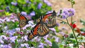 Butterfly teaches you how to ease your way through change creatively, all while celebrating your life! Monarch Butterflies Spiritual Meaning Symbolism Spiritual Galaxy Com