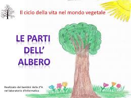 Un ponte tra esseri umani, piante e spiriti di natura. Le Parti Dell Albero Il Ciclo Della Vita Nel Mondo Vegetale Ppt Scaricare