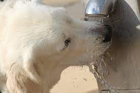 Water deprivation can be extremely dangerous to a puppy if an underlying disease process is causing excessive drinking. Dog Water Calculator Dog Drinking Enough Water