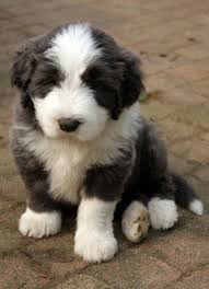 Bearded Collie Puppy Fluffy Dog Breeds Fluffy Dogs Collie Puppies