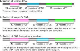 A paternity test is done and the results are shown. Evolution At The Scene Of The Crime