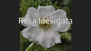 Image result for Rosa laevigata