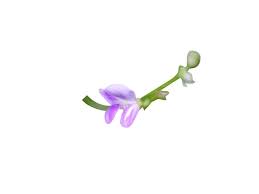 Image result for Teramnus