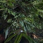 Image result for Pachylobus