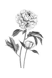 Peony Botanical Illustration Botanical Wall Art Black And White Peony Printable Indiana State Flower In 2020 Botanical Illustration Illustration Peony Illustration