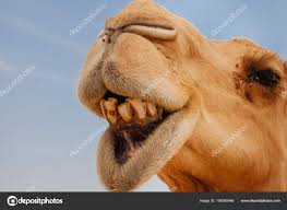 Camel Dairy Investments Are Growing - Dairy Global