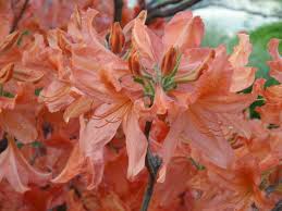 Image result for Rhododendron molle