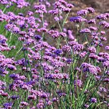 Image result for foto verbena