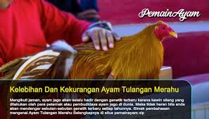 Kekurangan Dan Kelebihan Ayam Tulangan Merahu Di 2020 Genetik Ayam Ungkapan