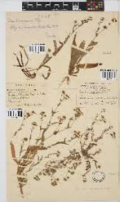 Image result for Denekia