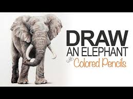 Koi fishes drawing colorful ornament realistic style. How To Draw An Elephant Colored Pencils Youtube