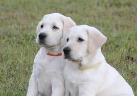 Favorite this post jul 12. Now Ready Ckc Lab Female Puppies For Sale In Alma Georgia Classified Americanlisted Com