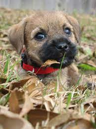 Squarespace Claim This Domain Cute Dogs Puppies Dog Breeds
