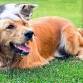 ARL Dog Days of Summer