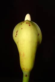 Image result for Cercestis congensis