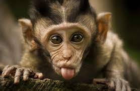 Check spelling or type a new query. Monkey Sticking Out Tongue Gif Id 13425 Gif Abyss