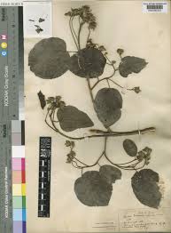 Image result for Eriolaena rulkensii