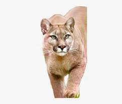 Check spelling or type a new query. Photograph Of Lion Walking Toward You Mountain Lion Transparent Background Png Image Transparent Png Free Download On Seekpng
