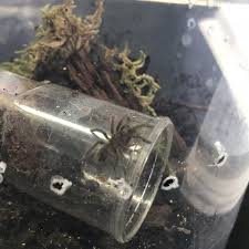 Maybe you would like to learn more about one of these? Two Tarantulas May Be On Loose After Babies Found In Derbyshire Car Park Spiders The Guardian