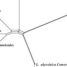 Image result for Loxogramme abyssinica
