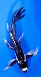 Kikokiryu Magnificent Butterfly Koi Koi Fish Koi Fish Pond