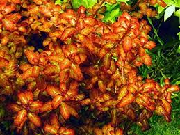 Image result for Ludwigia senegalensis