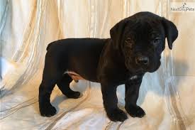 The boerboel (ëfarmerís dogí in afrikaans) originates in south africa. Nash South African Boerboel Puppy For Sale Near Harrisburg Pennsylvania 5ced7957 E121