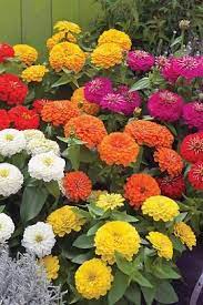 Check Out The Deal On Zinnia Preciosa Mix 100 Seeds At Hazzard S Seeds Zinnias Flower Seeds Annual Flowers