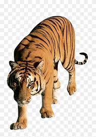 For other uses, see tiger tiger (disambiguation). Schwarzer Tiger Png Pngwing