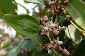 Image result for Vincetoxicum apiculatum