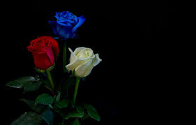 Maybe you would like to learn more about one of these? Wallpaper Leaves Roses Three White Black Background Red Buds Blue Images For Desktop Section Cvety Download