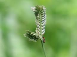 Image result for Tristachya