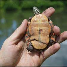 Check spelling or type a new query. Juvenile Midland Painted Turtle Chrysemys Picta Marginata Found In A Download Scientific Diagram