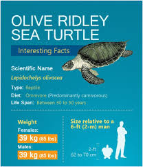 Olive Ridley sea turtles - Universal Group Of Institutions