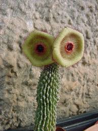 Image result for Hoodia currorii