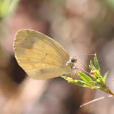 Image result for Elymandra grallata