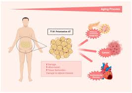 Image result for Body Composition Changes with Aging