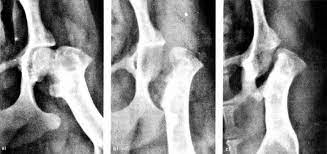Radiographs Of An Eight Month Old 5 Kg Jack Russell Terrier With Download Scientific Diagram